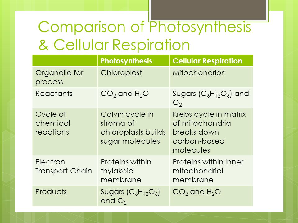 Photosynthesis vs. Cellular respiration